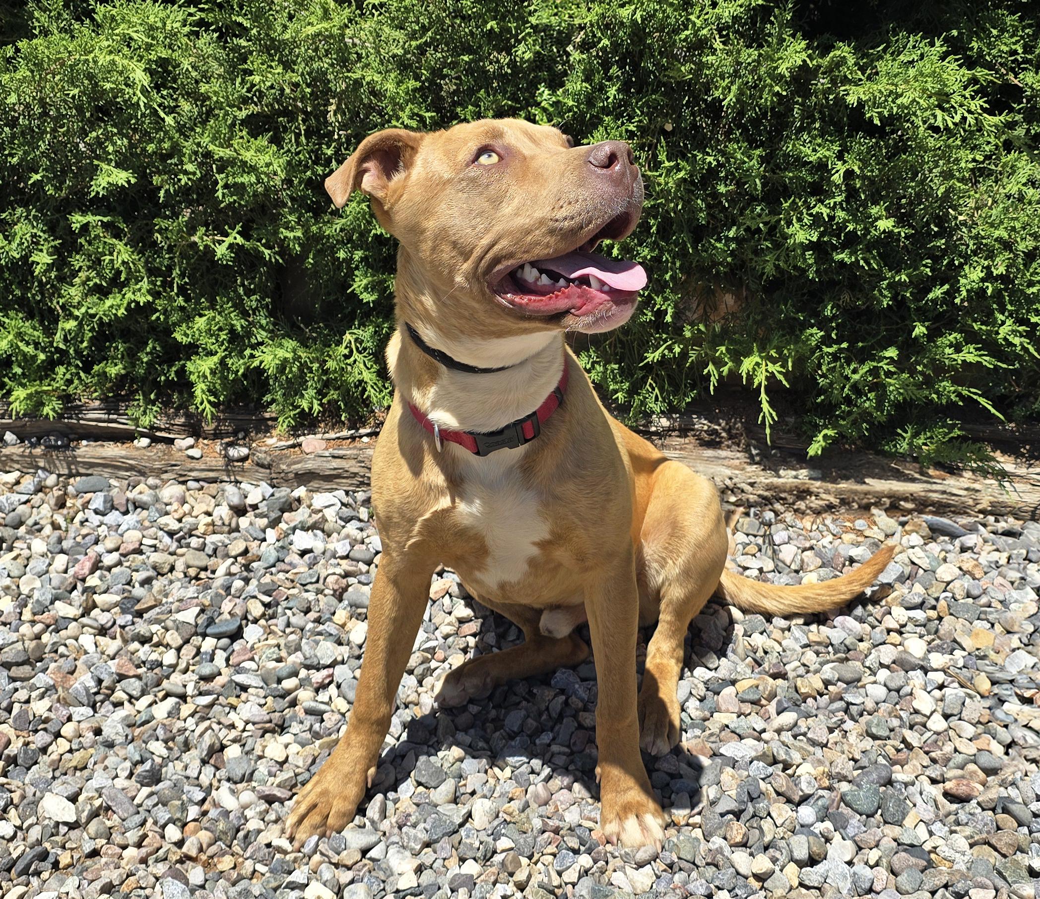 Charismatic Mr Claudio, EASY Going Amstaff Pup, a Adoptable American Staffordshire Terrier in Albuquerque, NM image 4/4