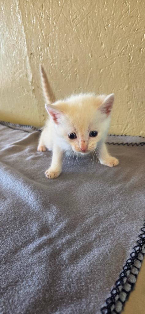 Noodle, Adoptable, Kitten Male Domestic Short Hair.