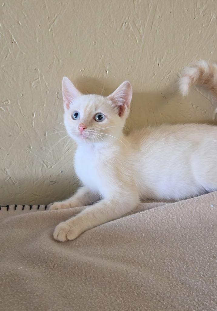 Enlarge Noodle, a Adoptable mixed breed in Shelbyville, TN image 2/6