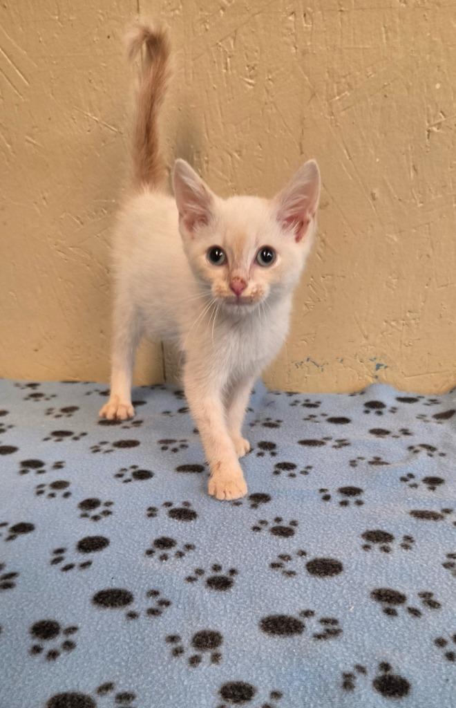 Enlarge Noodle, a Adoptable mixed breed in Shelbyville, TN image 3/6