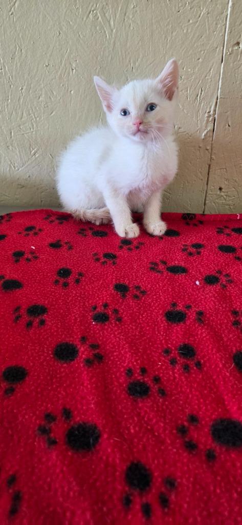 Enlarge Noodle, a Adoptable mixed breed in Shelbyville, TN image 4/6