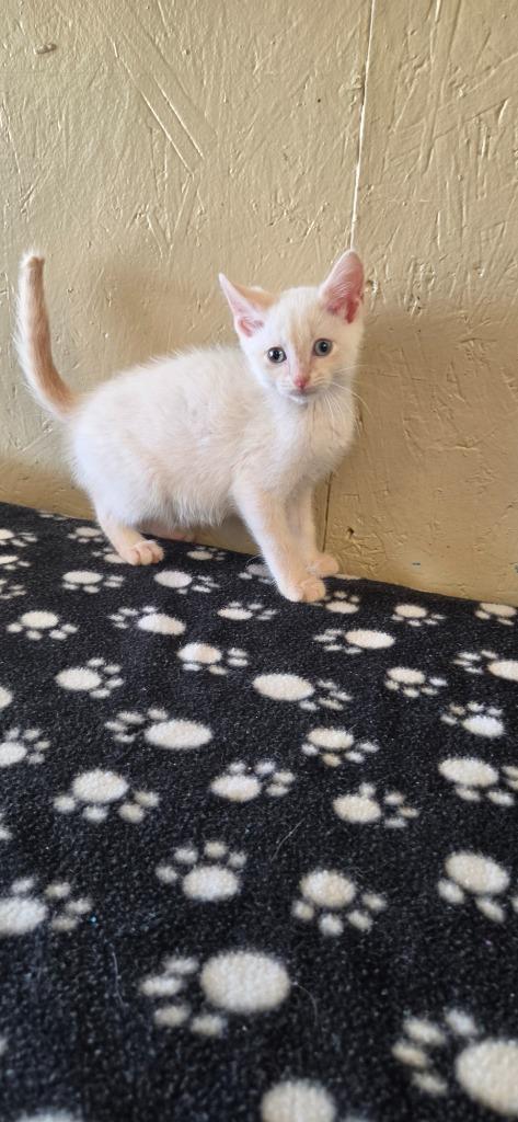Enlarge Noodle, a Adoptable mixed breed in Shelbyville, TN image 5/6