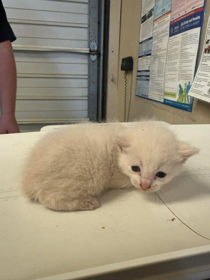 Enlarge Noodle, a Adoptable mixed breed in Shelbyville, TN image 6/6