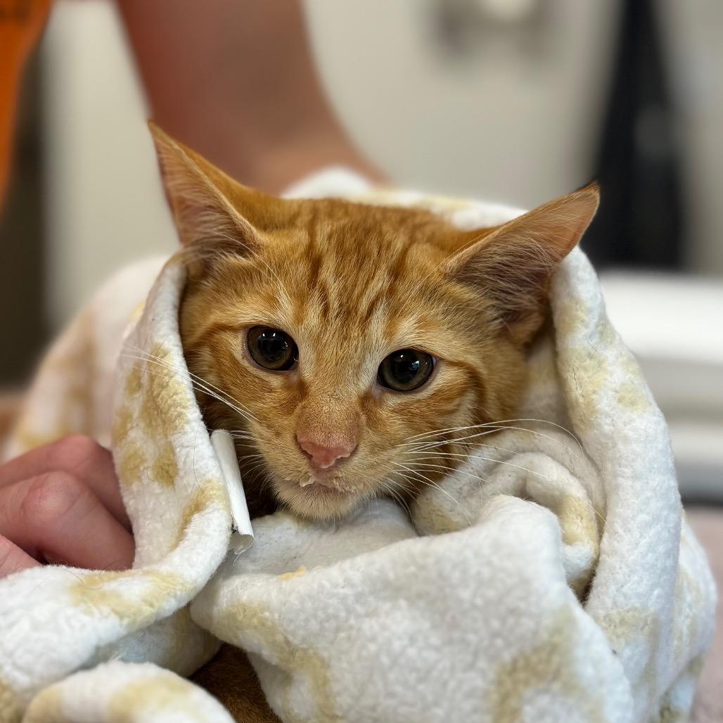Zane, Adoptable, Kitten Male Domestic Short Hair.