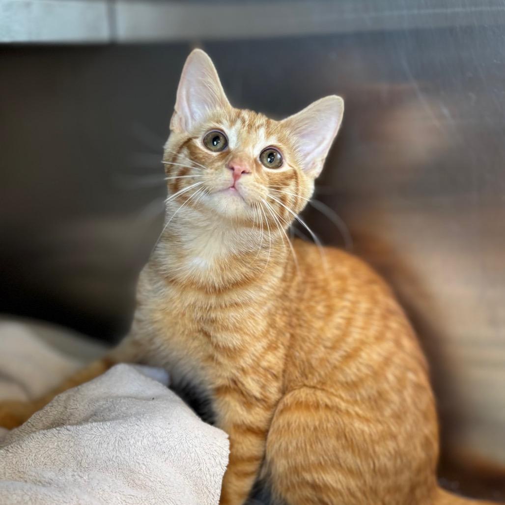 Zane, a Adoptable Domestic Short Hair in Nashville, IN image 2/3