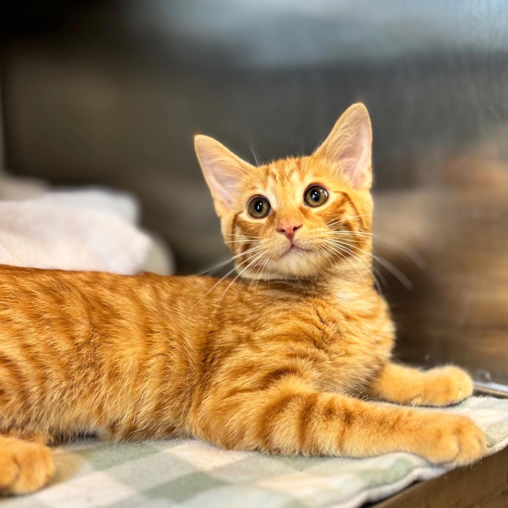 Zane, a Adoptable Domestic Short Hair in Nashville, IN image 3/3