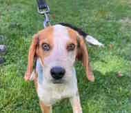 Rooster, adopted, Puppy Male Beagle.