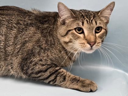 Mufasa, Adoptable, Young Male Domestic Short Hair.