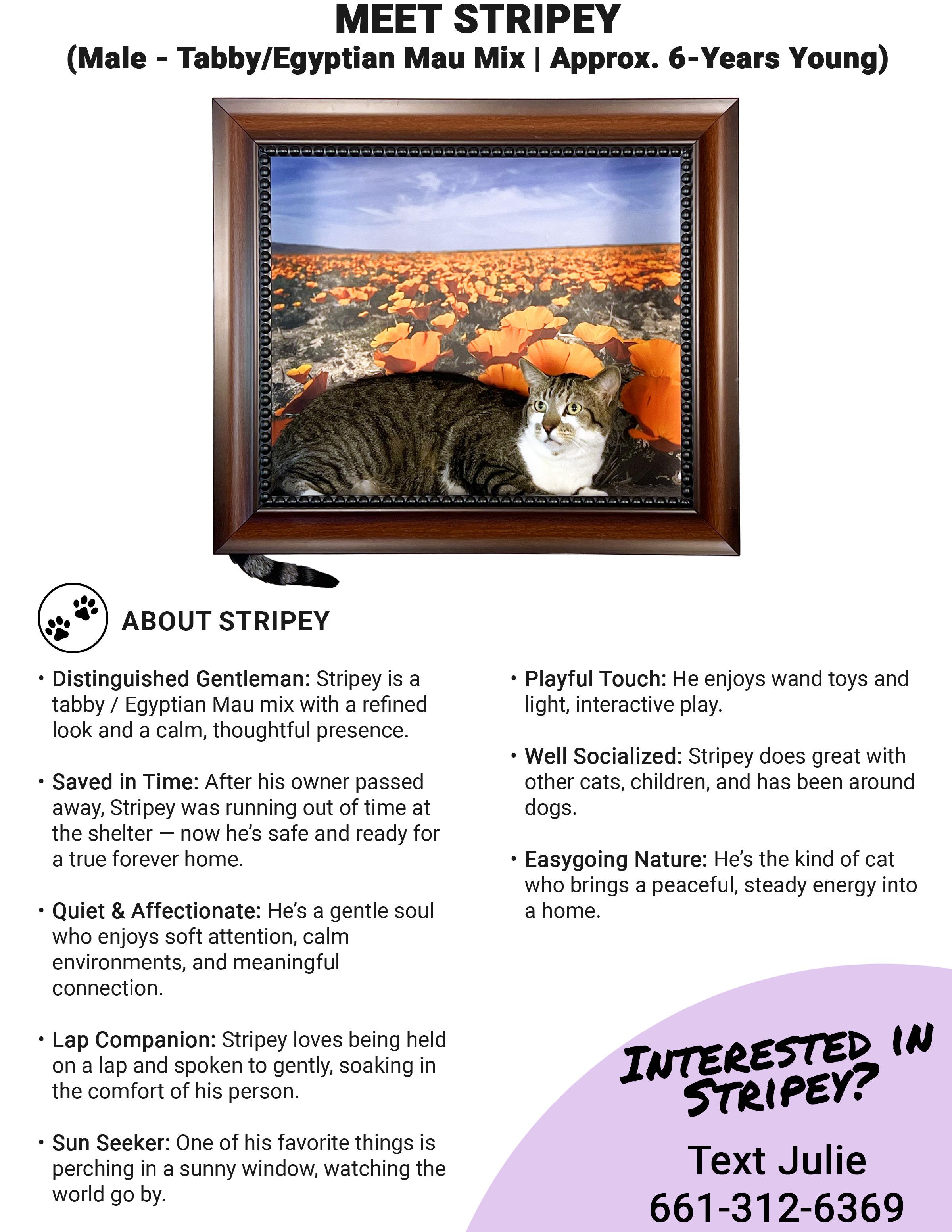 Stripey, a ADOPTABLE Tabby in Santa Clarita, CA image 3/4