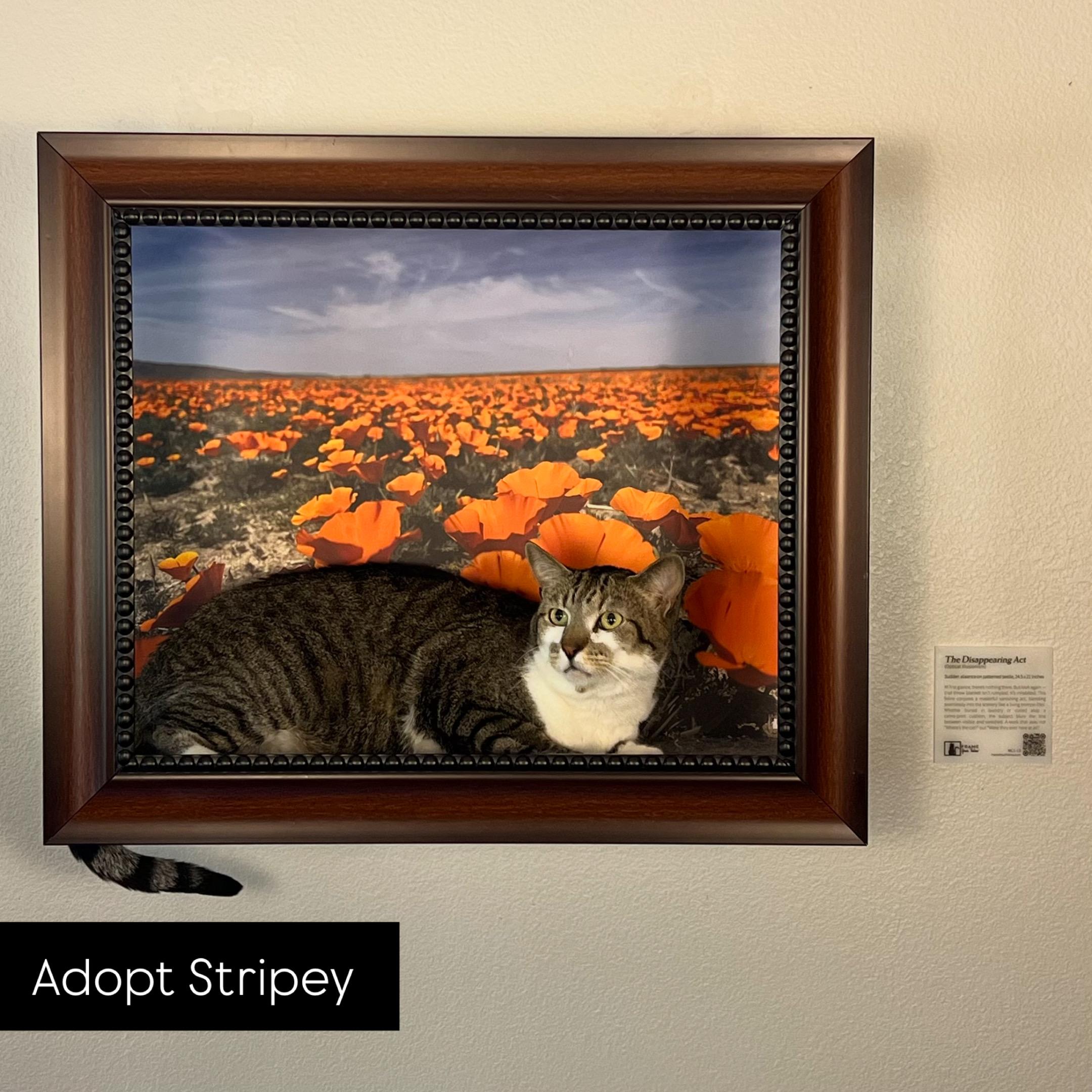 Stripey, ADOPTABLE, Adult Male Tabby.