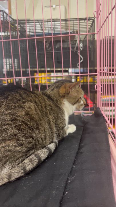 Enlarge Stripey, a ADOPTABLE Tabby in Santa Clarita, CA video 4/4