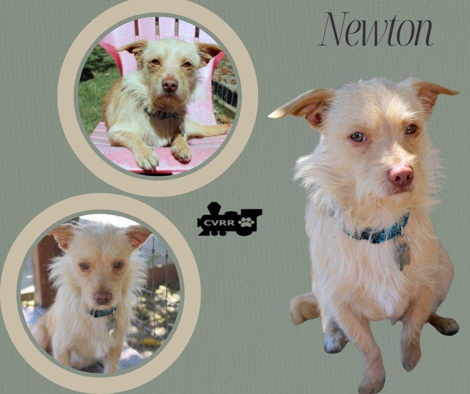 Newton, Adoptable, Adult Male Terrier.