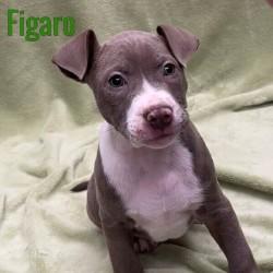 Enlarge Figaro, an adopted mixed breed in Pleasantville, NJ image 1/1