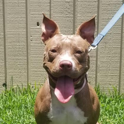 Enlarge Ruby Suzanne, a Adoptable mixed breed in Savannah, GA image 1/3