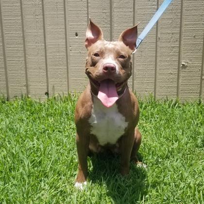 Enlarge Ruby Suzanne, a Adoptable mixed breed in Savannah, GA image 2/3