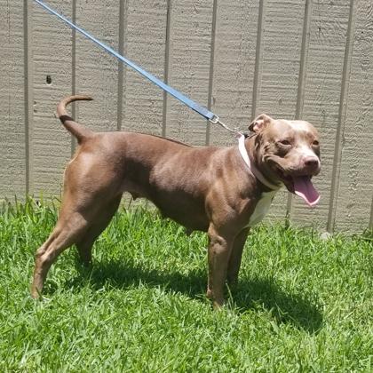 Enlarge Ruby Suzanne, a Adoptable mixed breed in Savannah, GA image 3/3