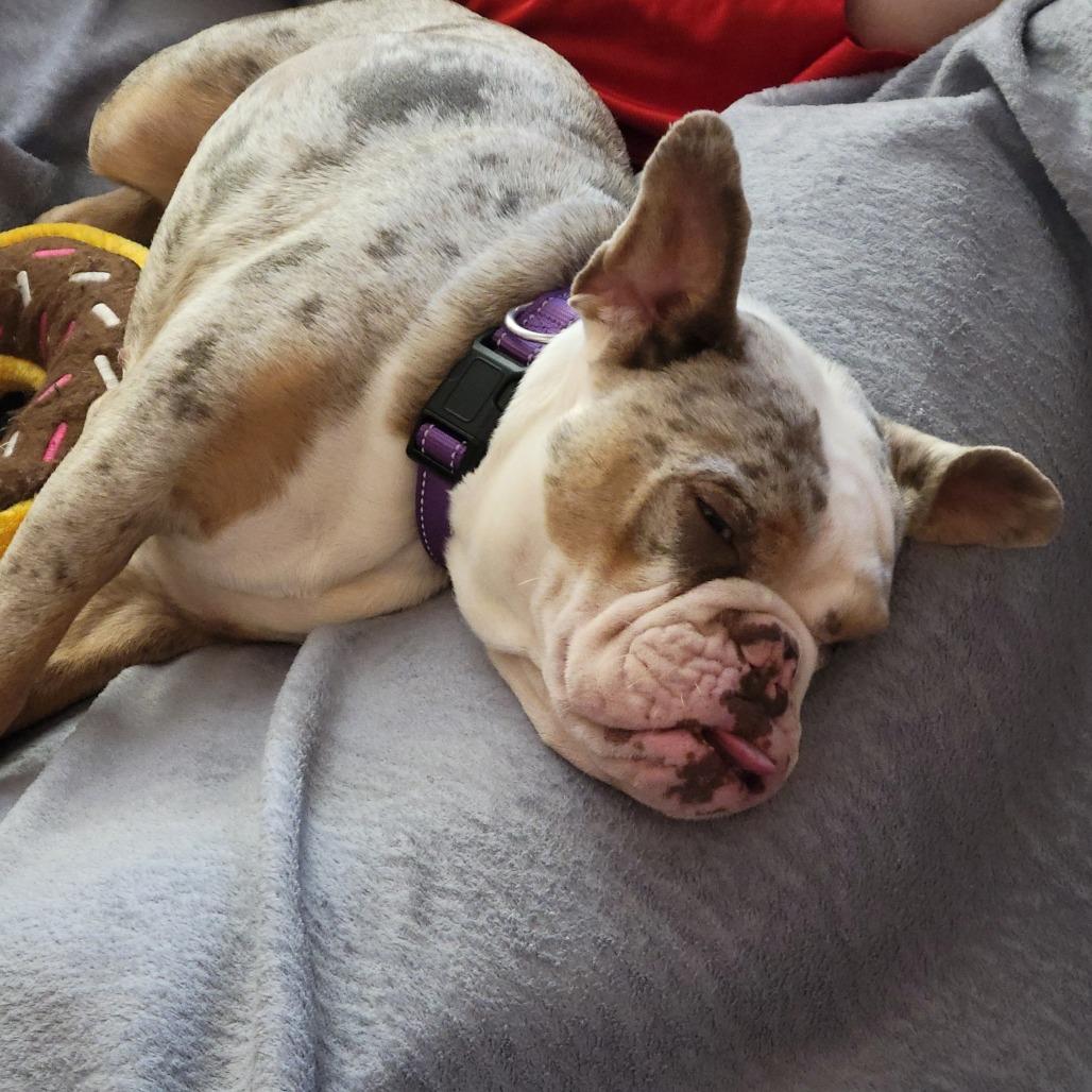 Bessie, Adoptable, Young Female English Bulldog & Mixed Breed.
