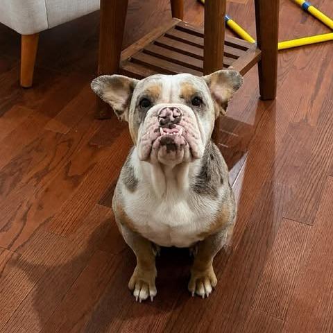 Enlarge Bessie, a Adoptable mixed breed in Alma, WI image 2/6