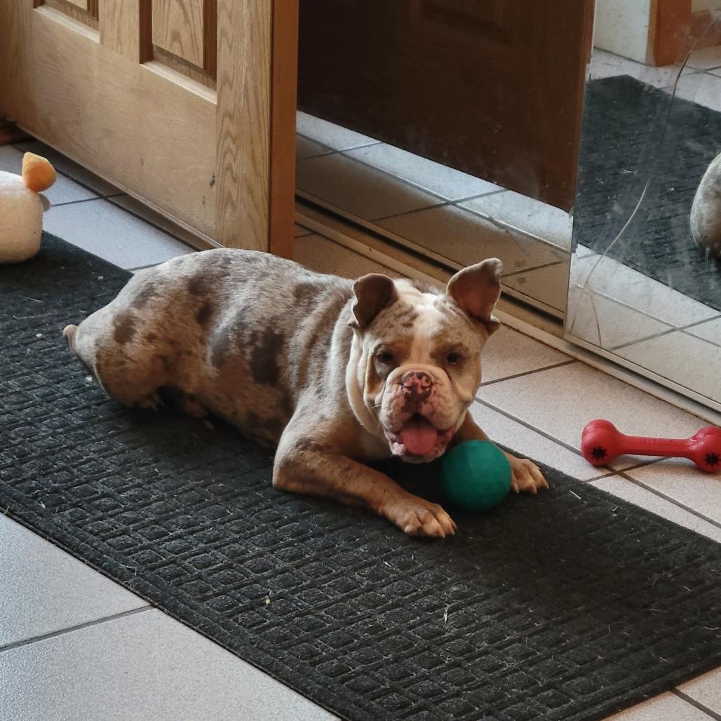 Enlarge Bessie, a Adoptable mixed breed in Alma, WI image 3/6