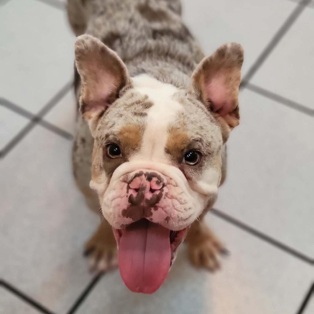 Enlarge Bessie, a Adoptable mixed breed in Alma, WI image 4/6