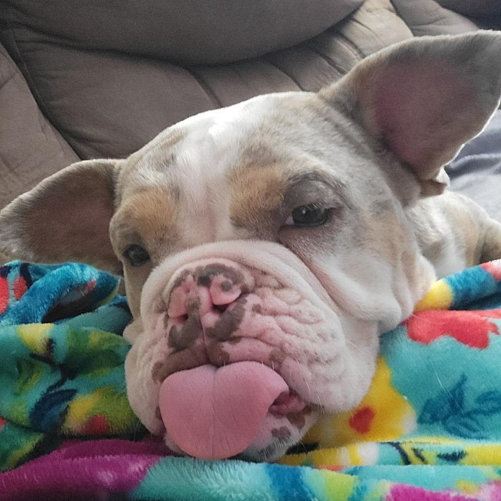 Enlarge Bessie, a Adoptable mixed breed in Alma, WI image 5/6
