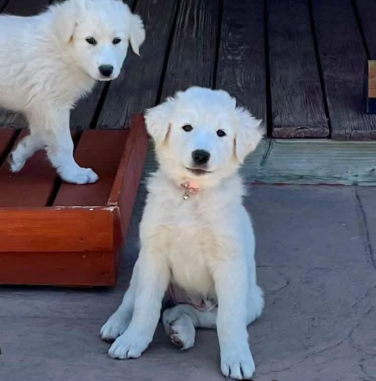 Charlotte, Adoptable, Young Female Great Pyrenees & Akbash.