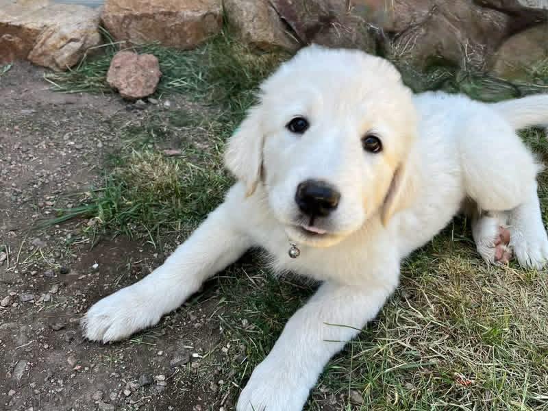 Enlarge Charlotte, a Adoptable mixed breed in Denver, CO image 2/3