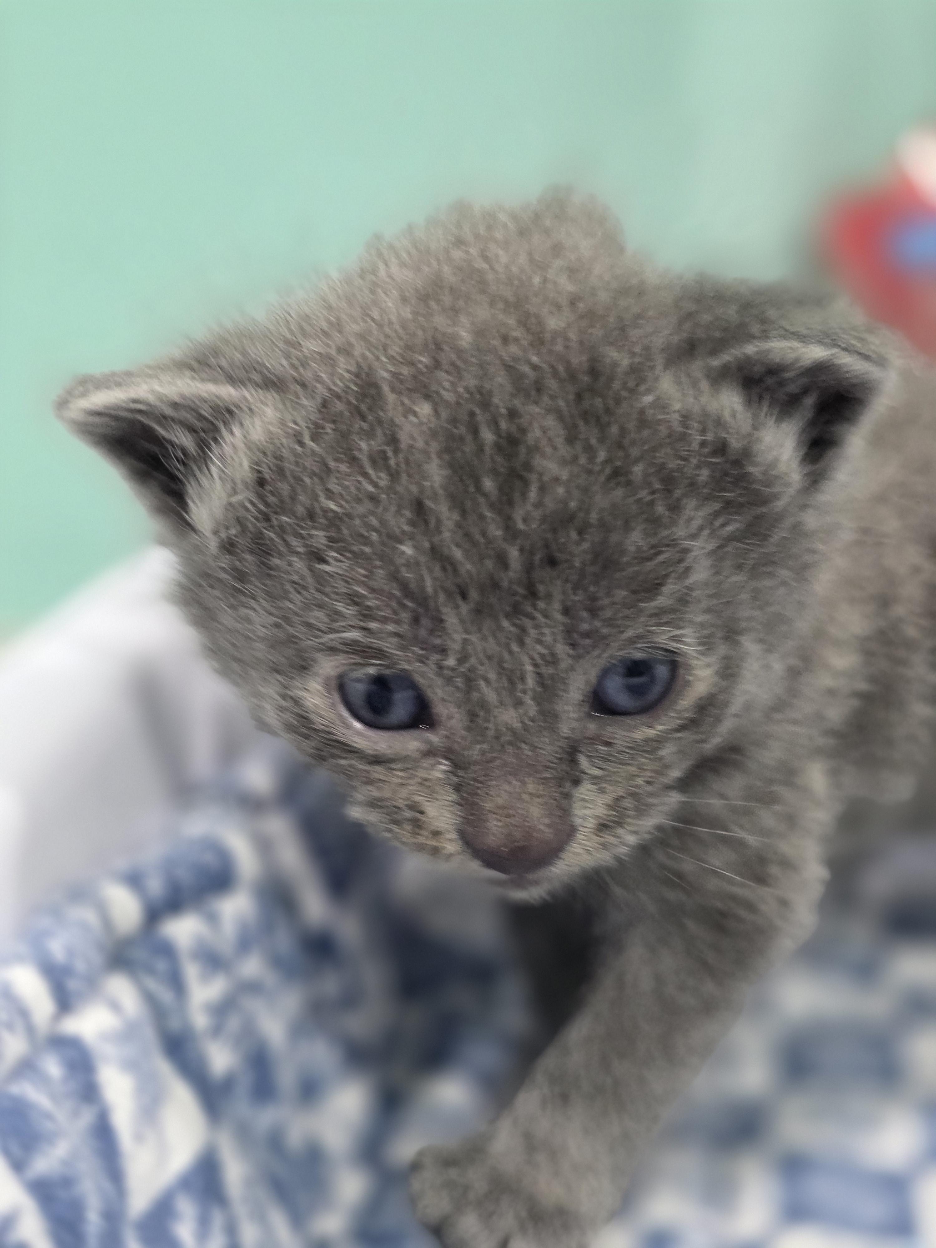 09022026D, a Adopted Domestic Medium Hair in Kamloops, BC image 3/3