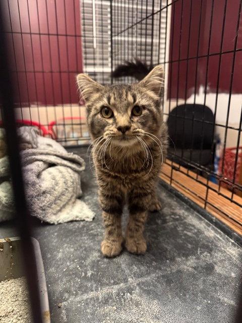 Fluffster (& Xylia) bonded, a Adopted Domestic Medium Hair in Herndon, VA image 1/2