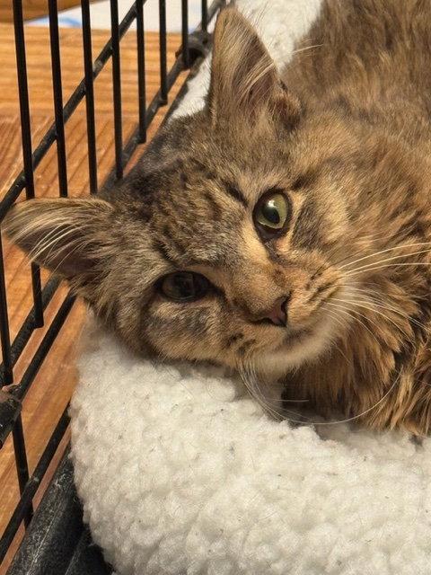 Fluffster (& Xylia) bonded, a Adopted Domestic Medium Hair in Herndon, VA image 2/2