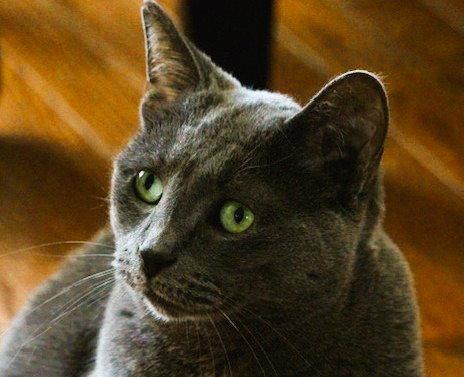 Blueberry-Happy Single, Adoptable, Adult Female Domestic Short Hair.