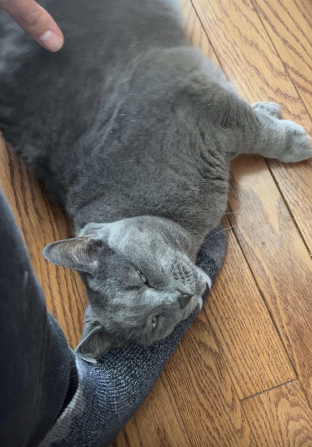 Enlarge Blueberry (Happy Single), a Adoptable Domestic Short Hair in Richmond Hill, ON image 2/3