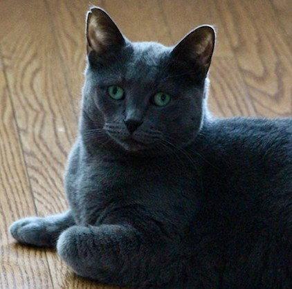Enlarge Blueberry (Happy Single), a Adoptable Domestic Short Hair in Richmond Hill, ON image 3/3
