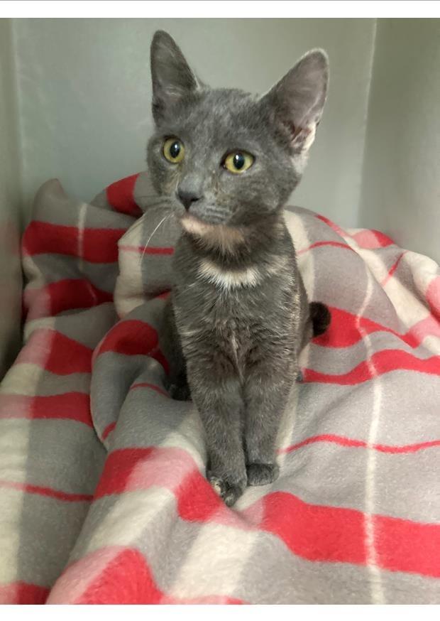 Cora, Adoptable, Kitten Female Domestic Short Hair.