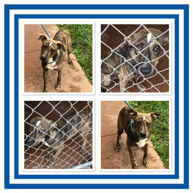 Enlarge HARVEST, a Adoptable Mixed Breed in Buckhannon, WV image 1/1