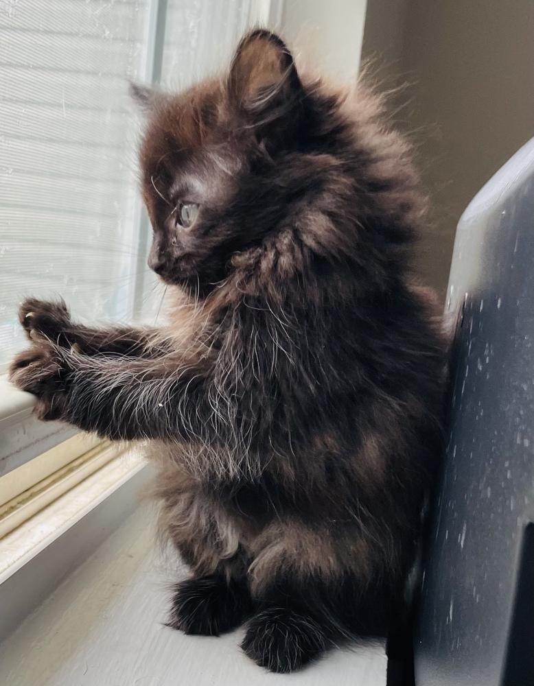 Harmony, Adoptable, Kitten Female Domestic Long Hair.