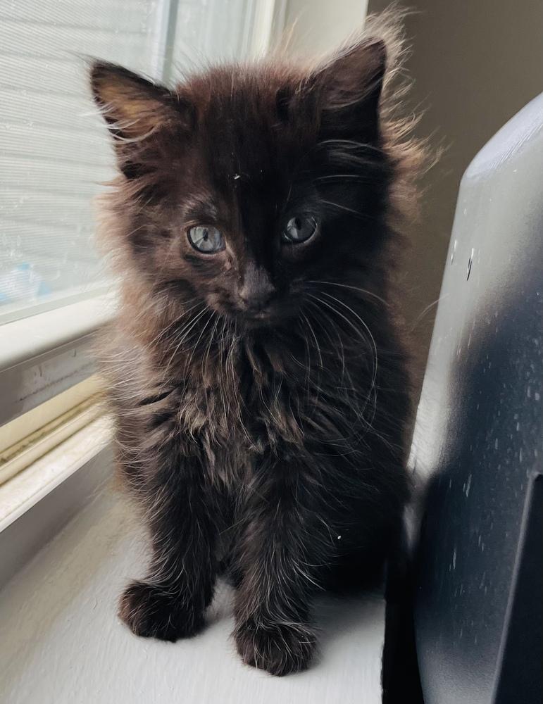 Enlarge Harmony, a Adoptable Domestic Long Hair in Salisbury, NC image 2/3