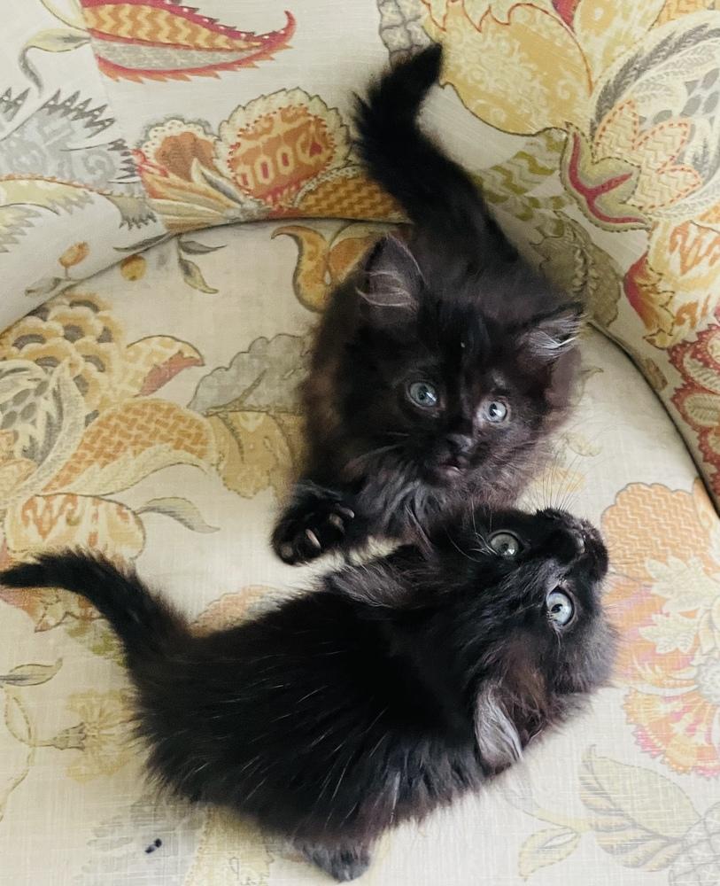 Enlarge Harmony, a Adoptable Domestic Long Hair in Salisbury, NC image 3/3