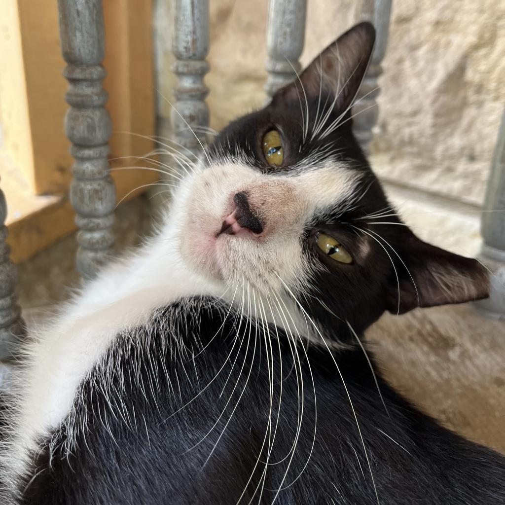 SPATZ, Adoptable, Adult Male Domestic Short Hair.