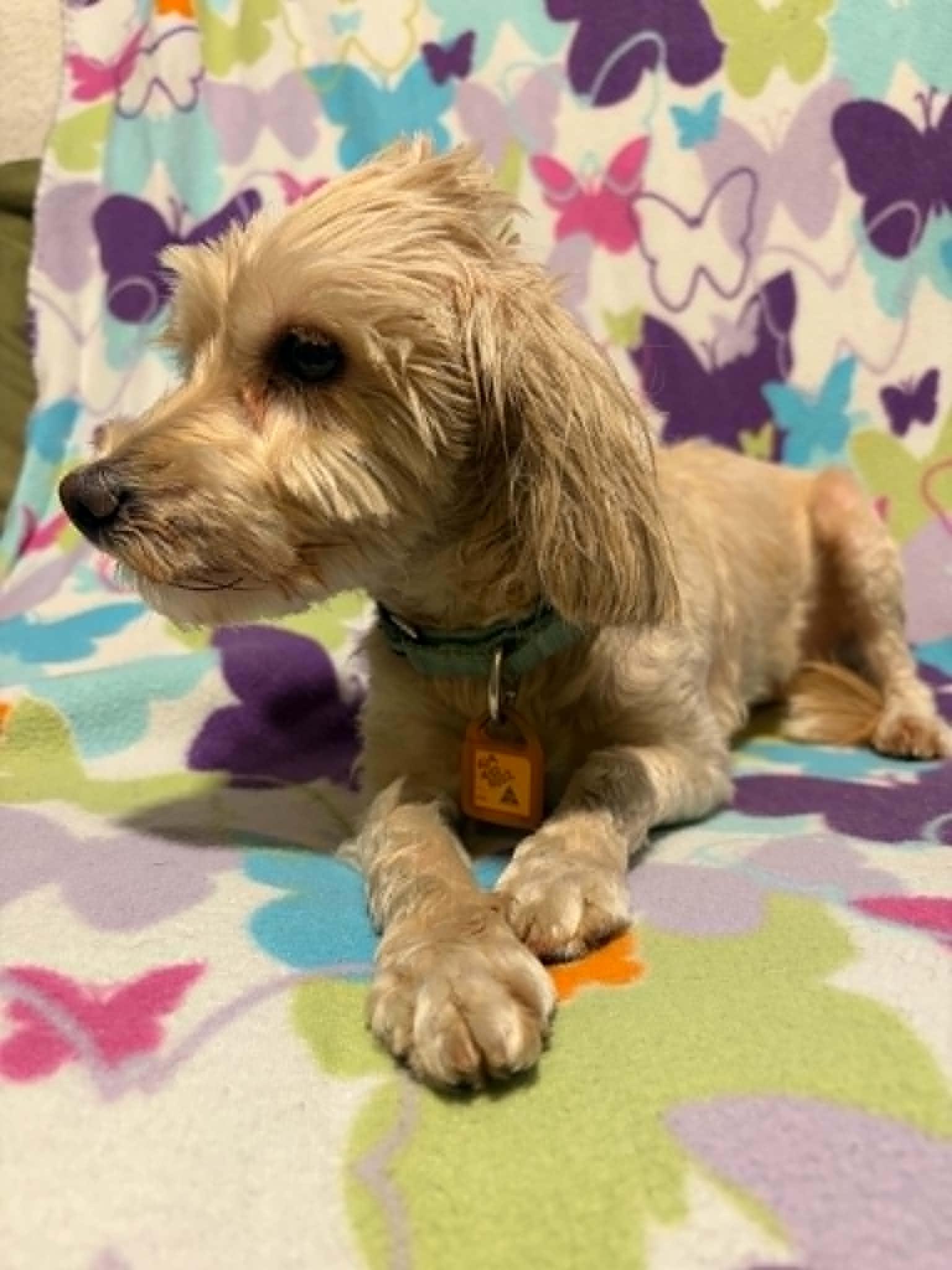 Macha, a Adoptable mixed breed in Mukwonago, WI image 1/3