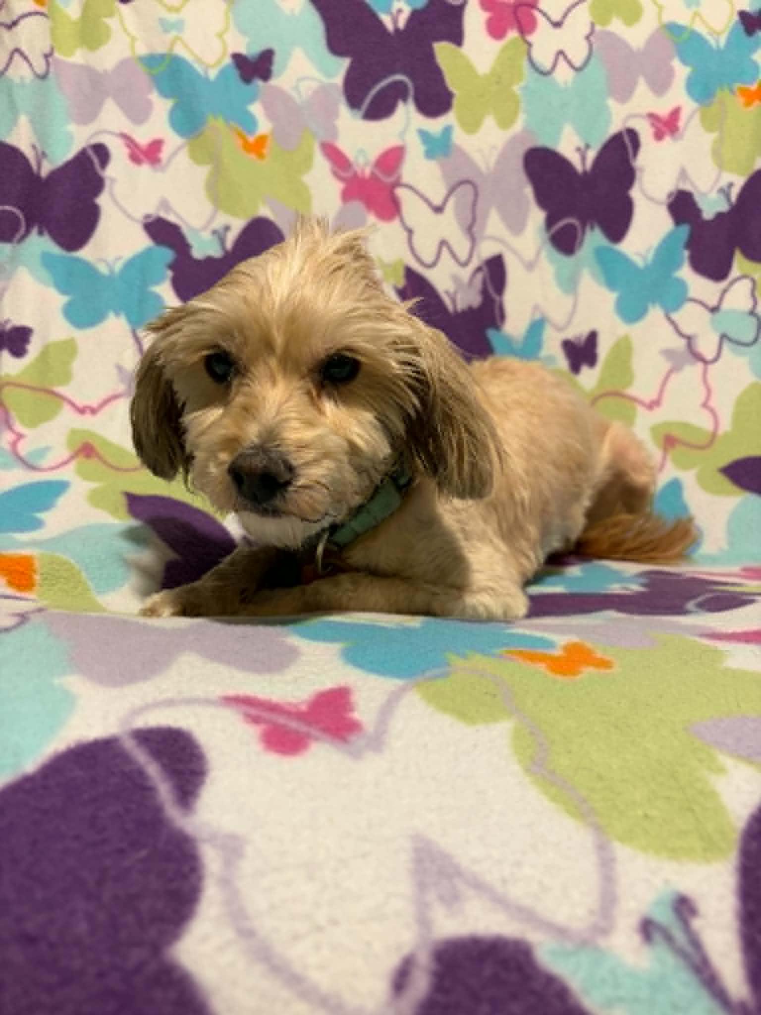 Macha, a Adoptable mixed breed in Mukwonago, WI image 2/3