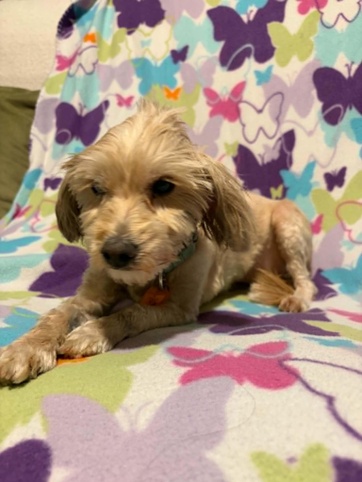 Macha, a Adoptable mixed breed in Mukwonago, WI image 3/3