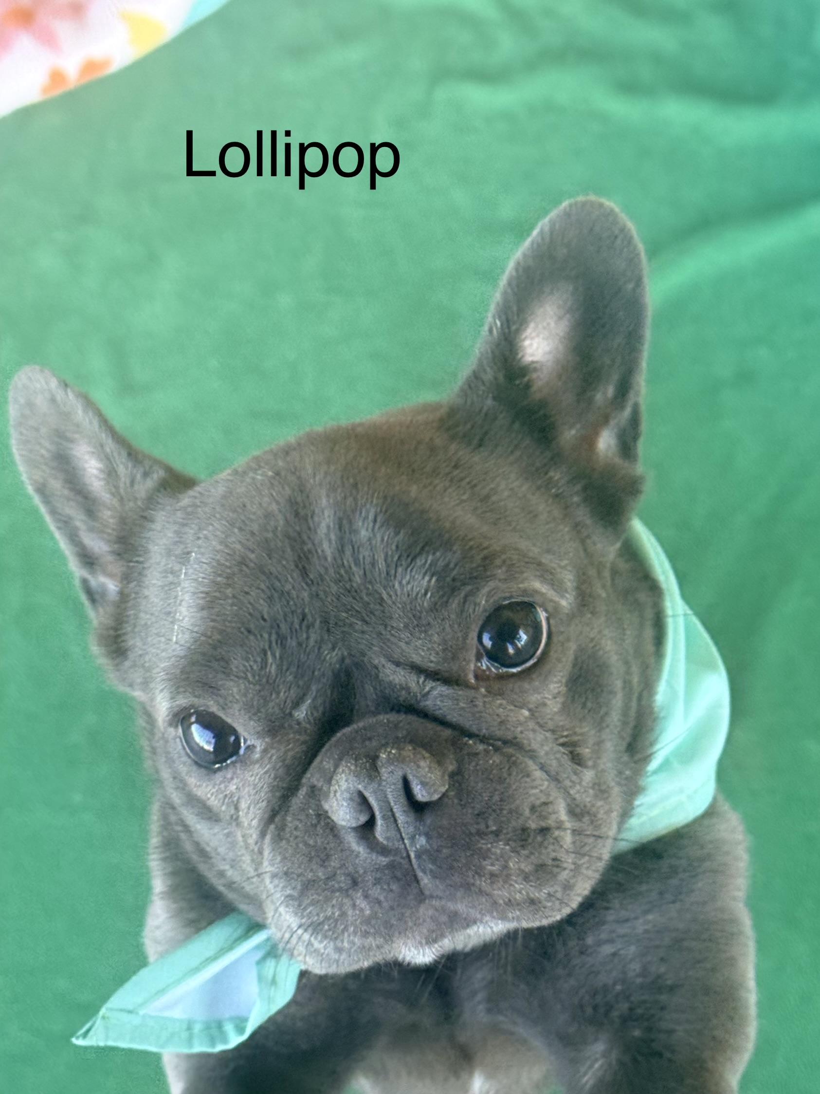 Enlarge Lolly, a ADOPTABLE French Bulldog in valley springs, CA image 5/5