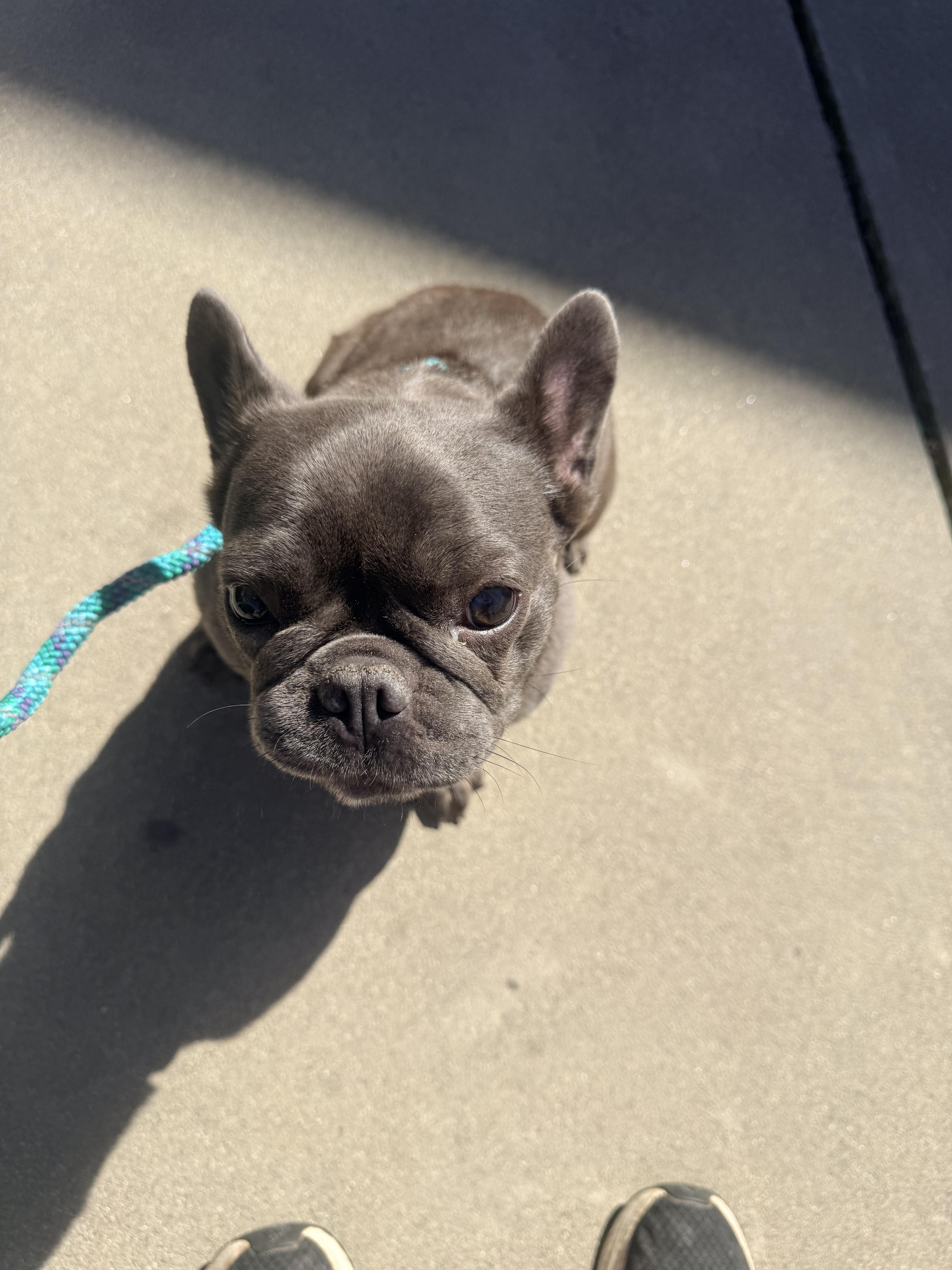 Enlarge Lolly, a ADOPTABLE French Bulldog in valley springs, CA image 2/5