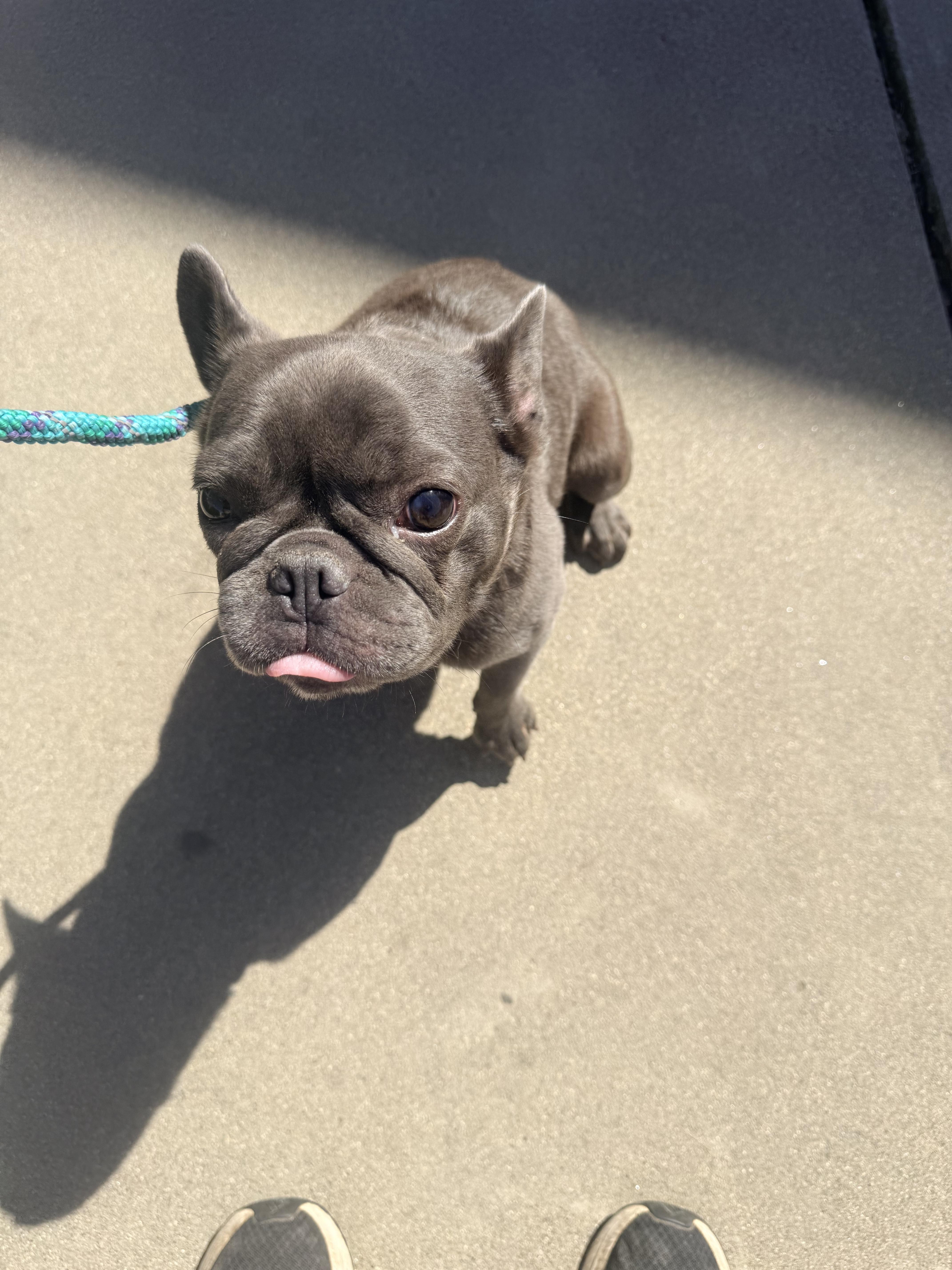 Enlarge Lolly, a ADOPTABLE French Bulldog in valley springs, CA image 4/5