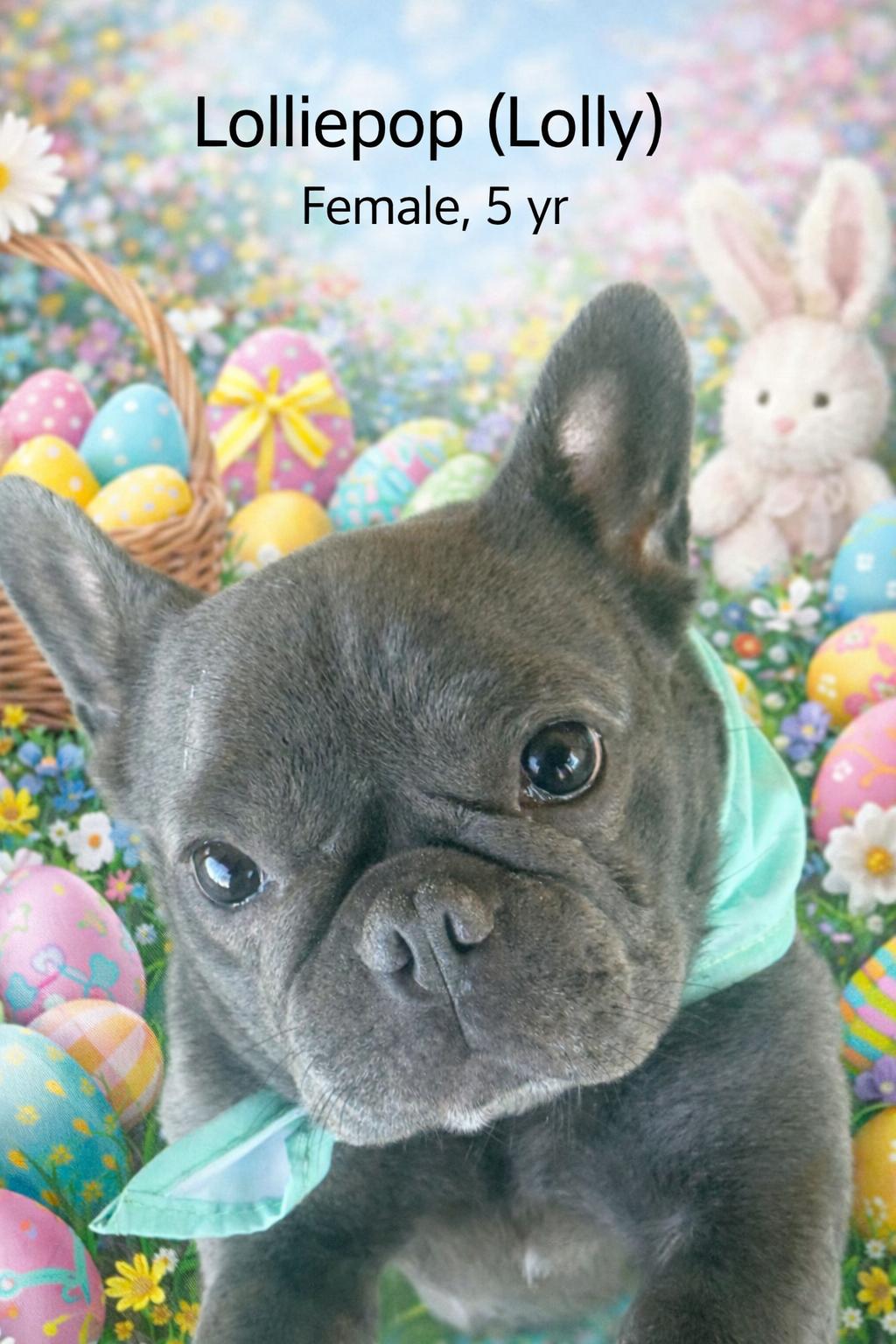 Enlarge Lolly, a ADOPTABLE French Bulldog in valley springs, CA image 1/5