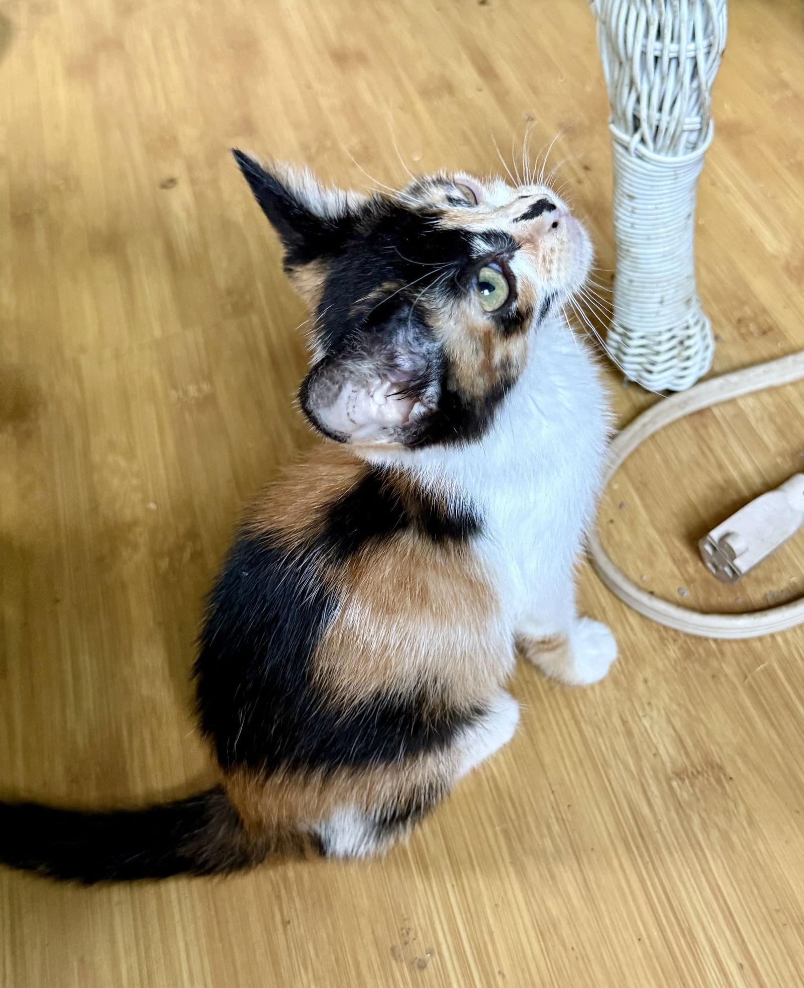 Olivia, a Adopted Calico in Maywood, IL image 1/3