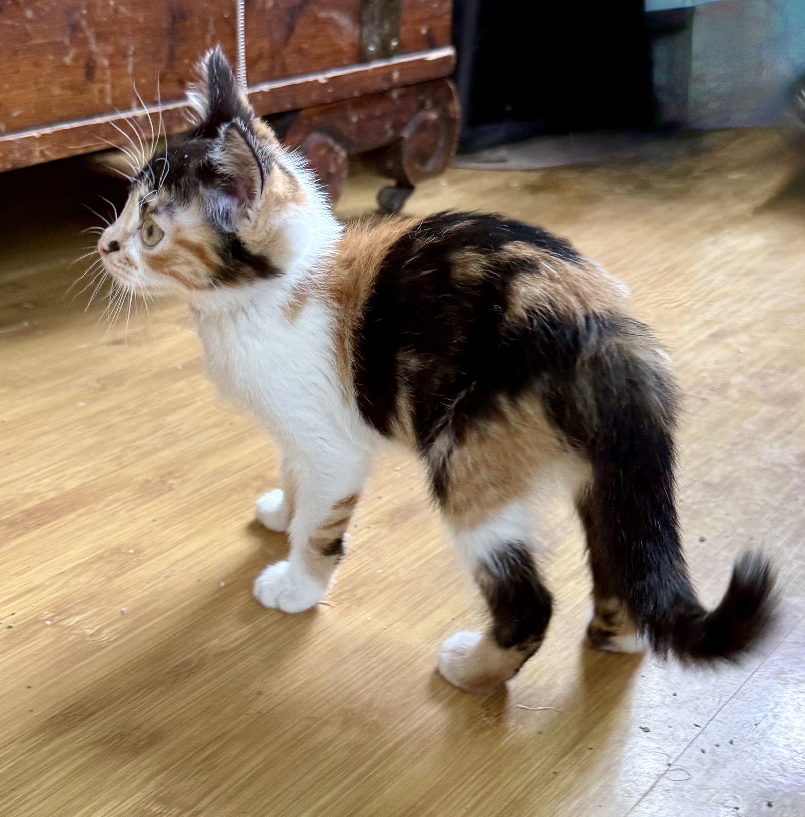 Olivia, a Adopted Calico in Maywood, IL image 2/3