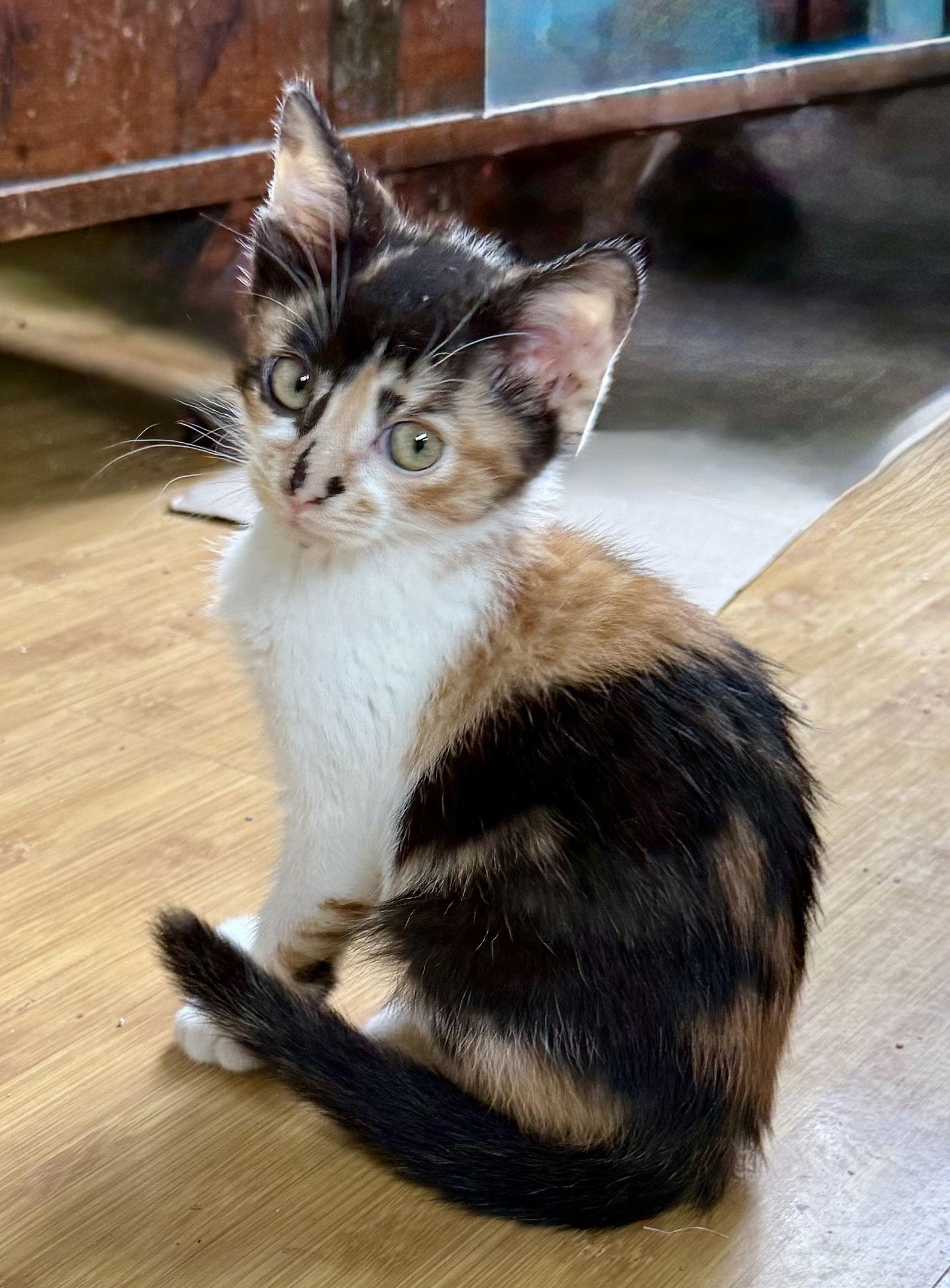 Olivia, a Adopted Calico in Maywood, IL image 3/3