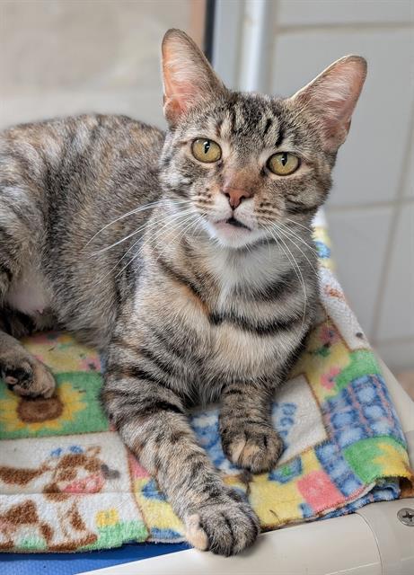 CARMELLA, Adoptable, Young Female Domestic Short Hair.